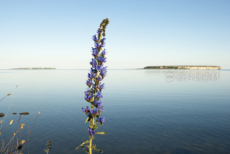 蝰蛇的Bugloss (Echium庸俗)